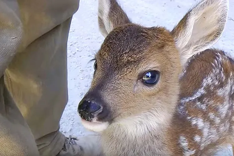  Un pui de căprioară a fost salvat de la înec dintr-un bazin plin cu ulei industrial