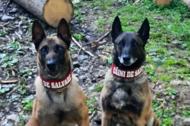 Doi câini din cadrul Salvamont au găsit cadavrul unui bătrân care era dat dispărut