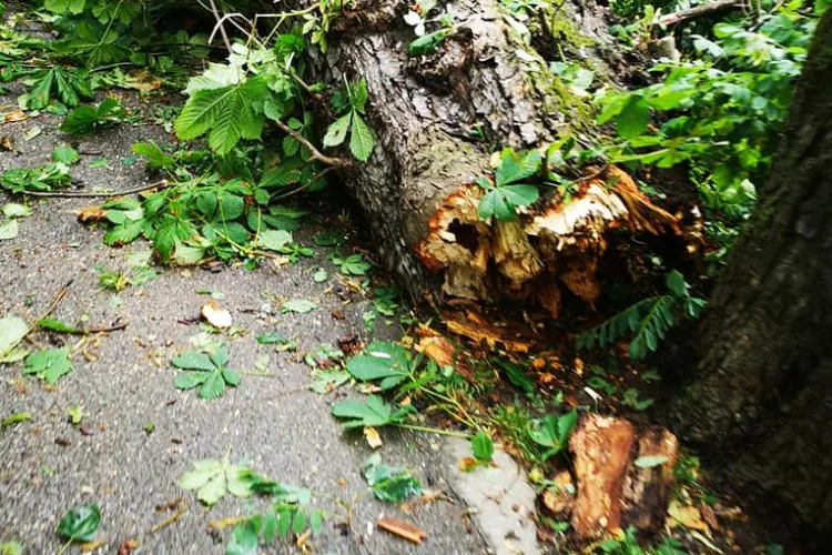 Copaci rupți de furtuna de duminică și în Parcul Central. Trebuie toaletați și verificați cei bătrâni - FOTO