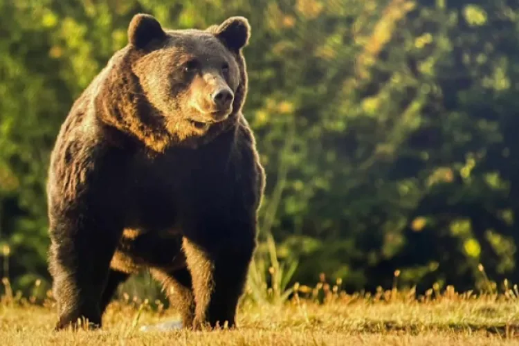  Primarii din Covasna și Harghita spun că urșii s-au modificat genetic: „Ursul nu mai este urs