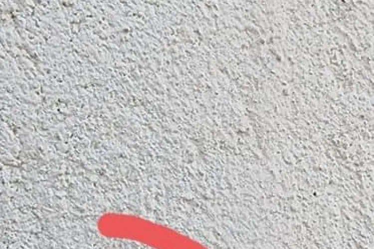 Cluj: Invazie de plosnite in Gheorgheni - FOTO