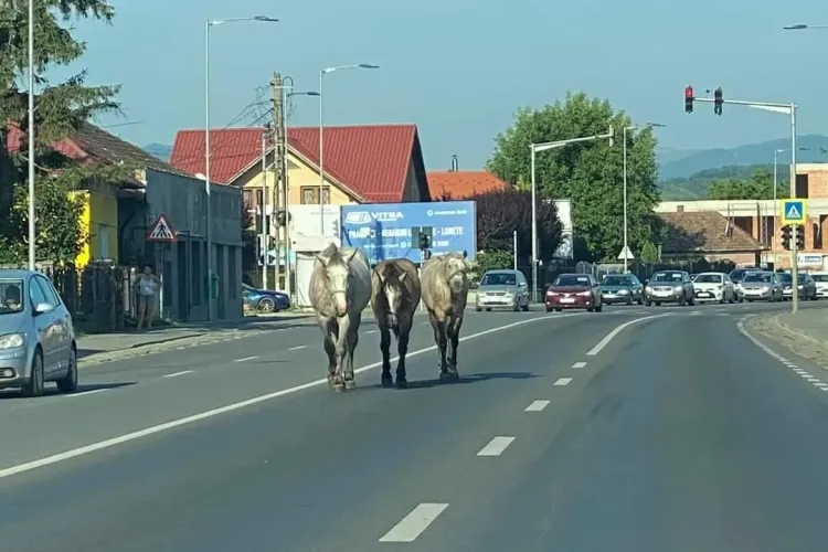 Caii din Florești au ieșit la 