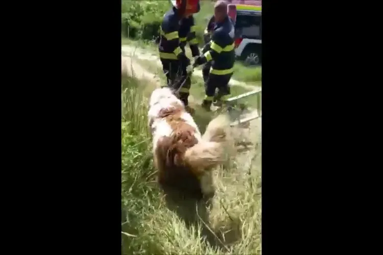 Câine salvat la Dej dintr-un canal neacoperit. Pompierii l-au scos și l-au eliberat - VIDEO