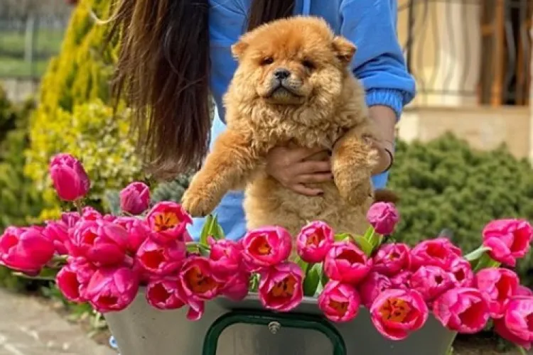 La ce meserie a dat cu piciorul Vlăduța Lupău, pentru a ajunge vedetă în muzică