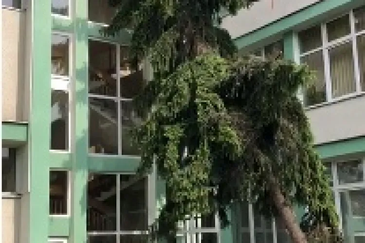 Cluj: Arbore căzut în curtea Liceului Pedagogic „Gheorghe Lazăr” în urma furtunii de duminică - VIDEO