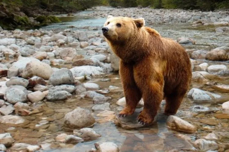 Bărbat rănit grav la piept, după ce a fost atacat de urs, în Harghita