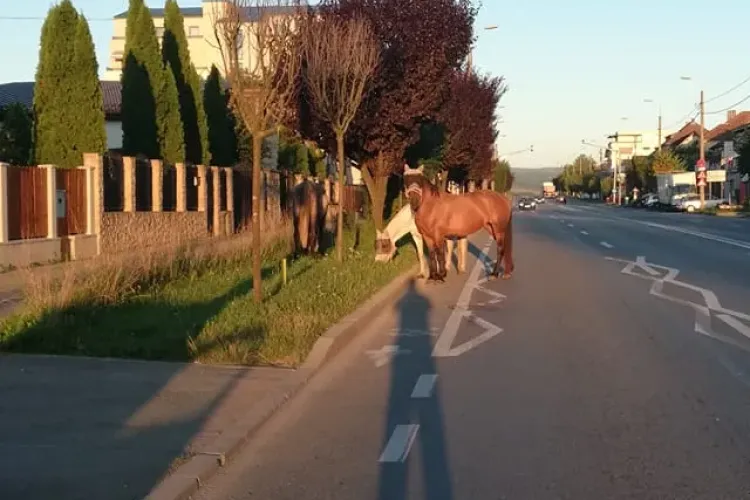Doi cai pășteau liniștiți pe strada Corneliu Coposu, în orașul de cinci stele - FOTO
