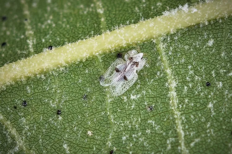 Insectele care îi terorizează pe clujeni sunt imune la substanțele chimice. Cercetător din Cluj: Nu se poate face nimic