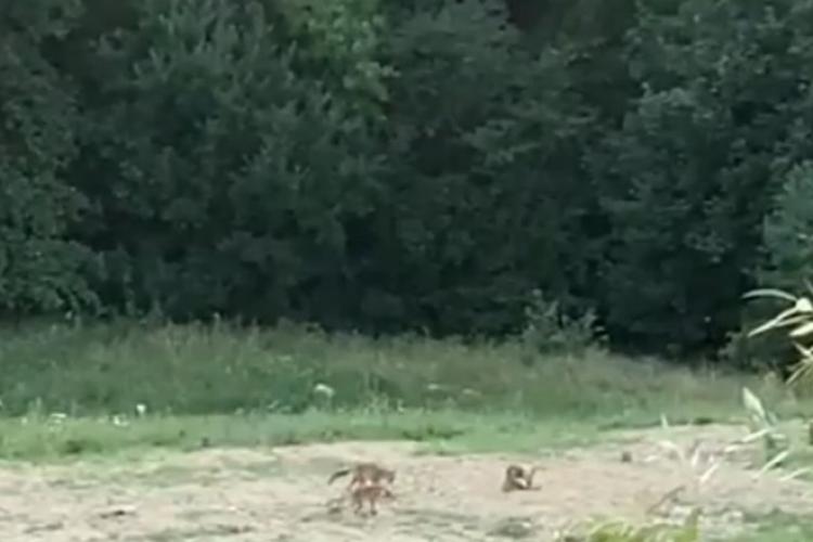 Trei vulpi, surprinse pe un teren din Brașov în timp ce se joacă cu o minge abandonată - VIDEO