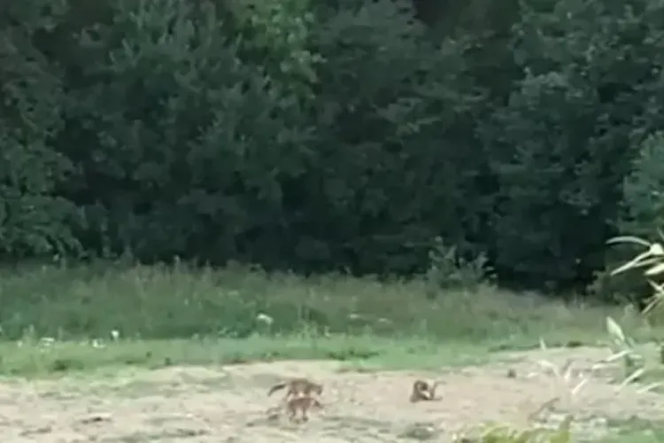 Trei vulpi, surprinse pe un teren din Brașov în timp ce se joacă cu o minge abandonată - VIDEO
