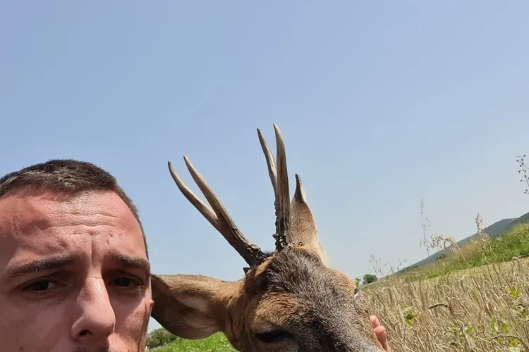 Un polițist i-a dat apă unui pui de caprioară dezorientat și la capătul puterilor - FOTO