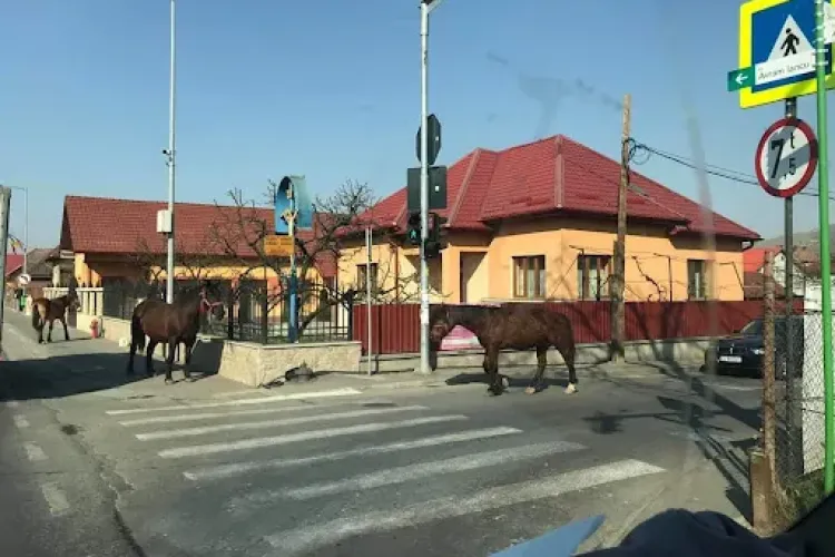 Bogdan Pivariu pune punctul pe ”i”: Nu putem să lăsăm caii pe stradă, dar să discutăm de digitalizare și modernizare