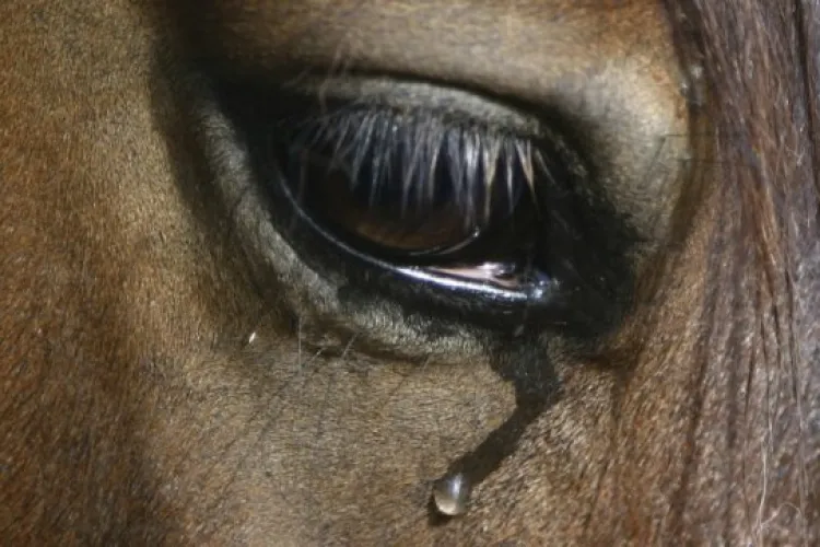 Un bărbat a fost reținut după ce a înjunghiat un cal în piept. Animalului i-a fost curmată suferința prin eutanasiere