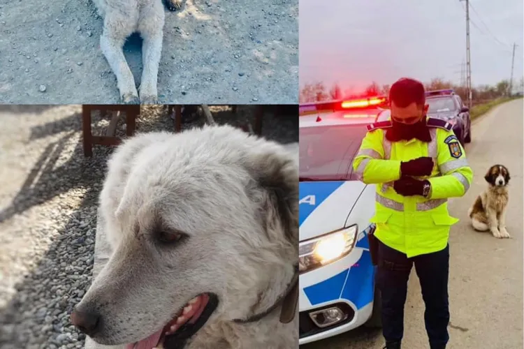 Cel mai inimos polițist din Cluj! Agentul Hoza salvează acum un cățel la Bonțida. Nu e primul suflet pe care îl salvează - FOTO