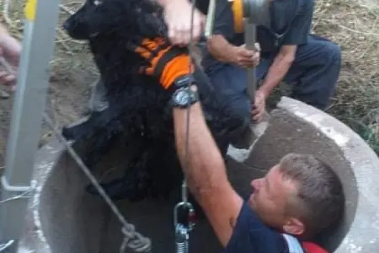 Câine salvat dintr-o fântână de pompieri. Era la capătul puterilor, agățat de o scândură - FOTO