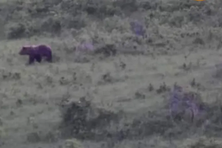 Un urs a atacat o stână din Mociu, județul Cluj - FOTO