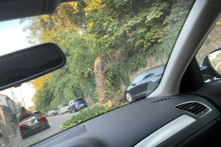Copac căzut pe strada Clinicilor. Evitați zona - FOTO