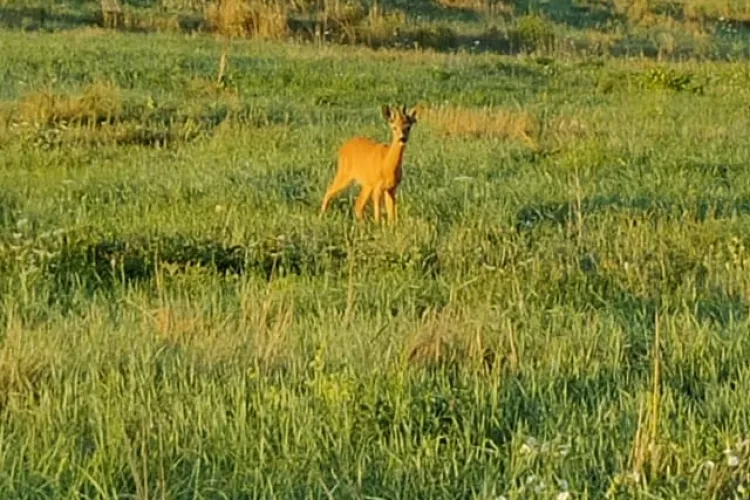 Bambi, fotografiat în Florești, lângă VIVO! Le-am luat pădurile și acum sunt rătăciți - FOTO