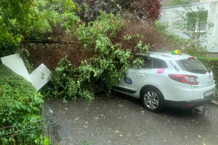 Copac prăbușit peste mai multe mașini în Gheorgheni - VIDEO