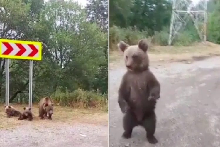 Diana Șoșoacă, live pe Facebook cu o ursoaică și doi pui, pe Transfăgărășan: „Poate ar fi nevoie de ei prin Parlament și Guvern