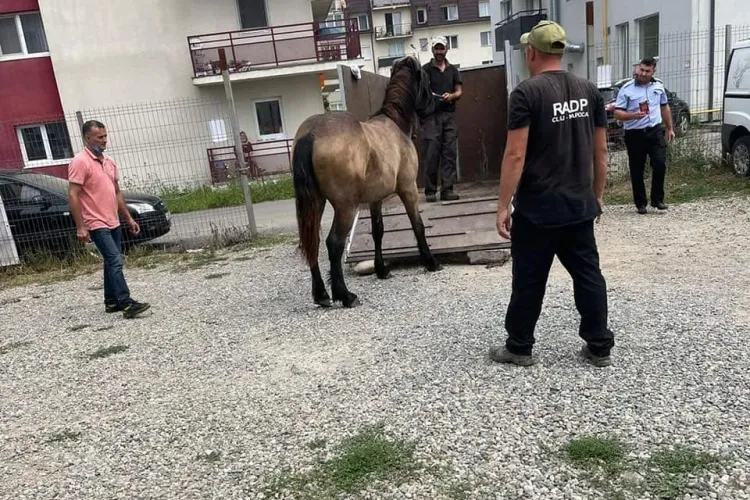 Proprietarul cailor confiscați în Florești a plătit amenda. Măsura are efect - FOTO 