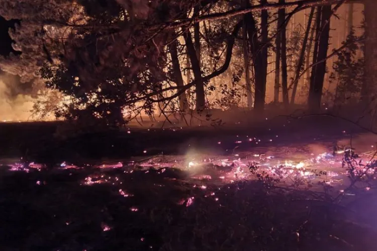 Incendiu de pădure, întins pe 2.000 mp, în comuna Inuri, județul Alba - FOTO/VIDEO