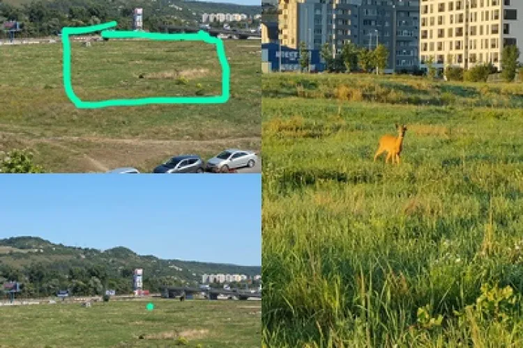 Cluj: Nu mai avem umanitate! Nu se dorește mutarea puiului de căprioară blocat pe câmpul de lângă VIVO! - FOTO