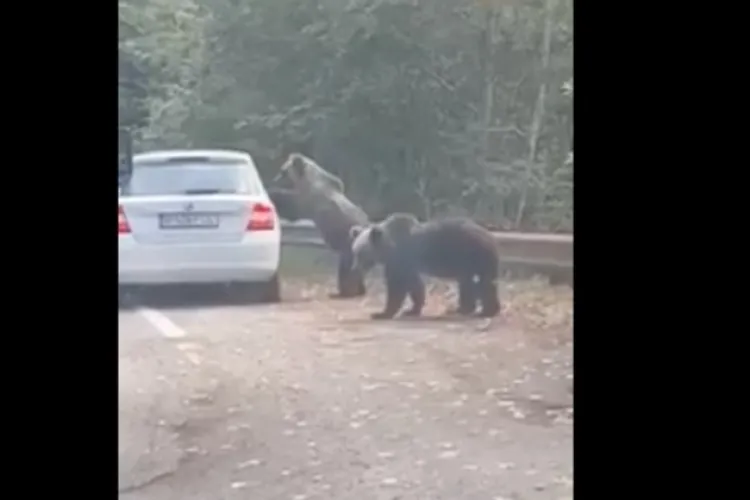 O femeie a fost atacată de un urs pe care încerca să-l fotografieze pe Transfăgărășan - VIDEO