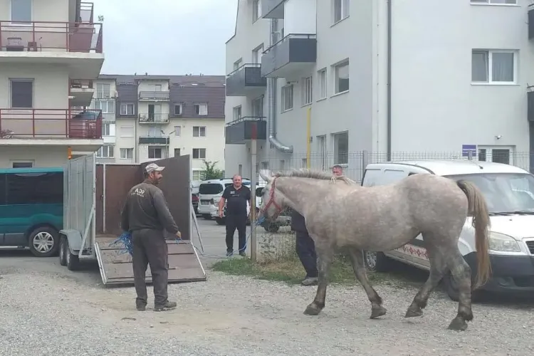 Pivariu e pus pe treabă! Primii cai abandonați în Florești au fost confiscați - FOTO