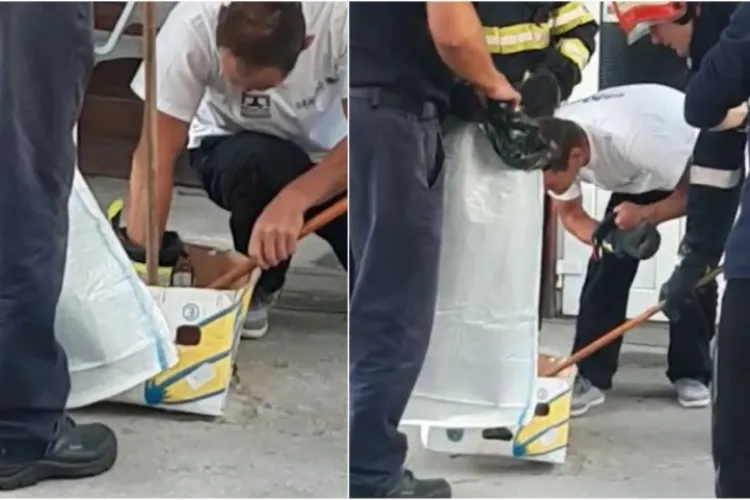 Viperă găsită într-o ladă cu legume dintr-un magazin