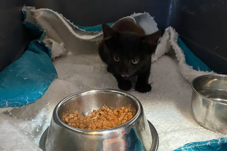 Un cabinet veterinar din Cluj face plângere la poliție pe numele unui bărbat care a abandonat un pui de pisică în timpul consultației - FOTO