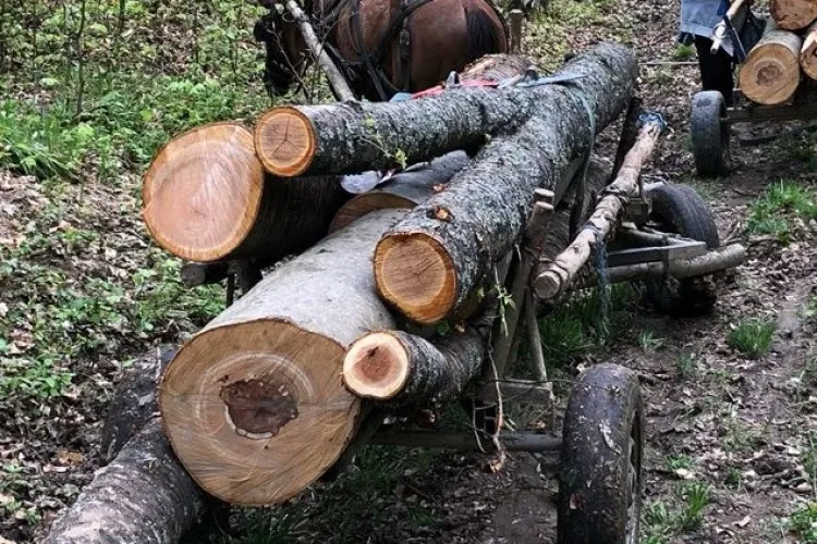 Tăierile ilegale de lemne continuă! Doi bărbați sunt cercetați penal