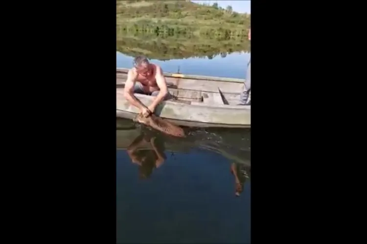 Pescari de la Săcălaia, criticați pentru că au chinuit un porc mistreț salvat din lac - VIDEO