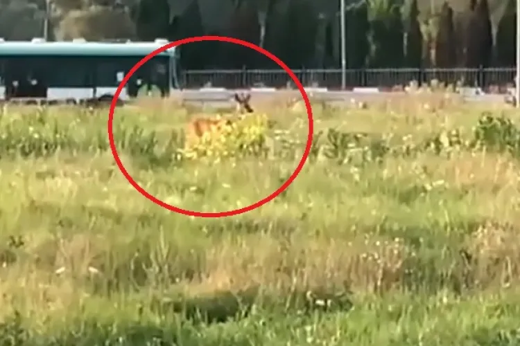 Cazul căprioarei blocate de 15 zile lângă VIVO! Cluj arată cât de slab și nepregătit e statul român - FOTO