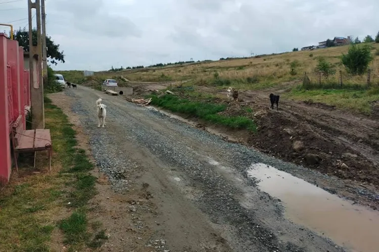 Dulăii din Feleacu au mușcat un tânăr care alerga - FOTO SOCANTE