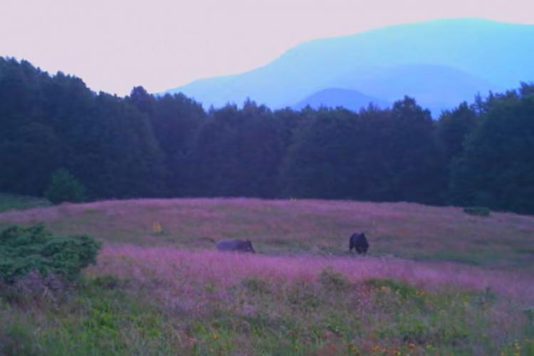 Un urs și un mistreț s-au intersectat în pădure. Imagini filmate de Romsilva - VIDEO