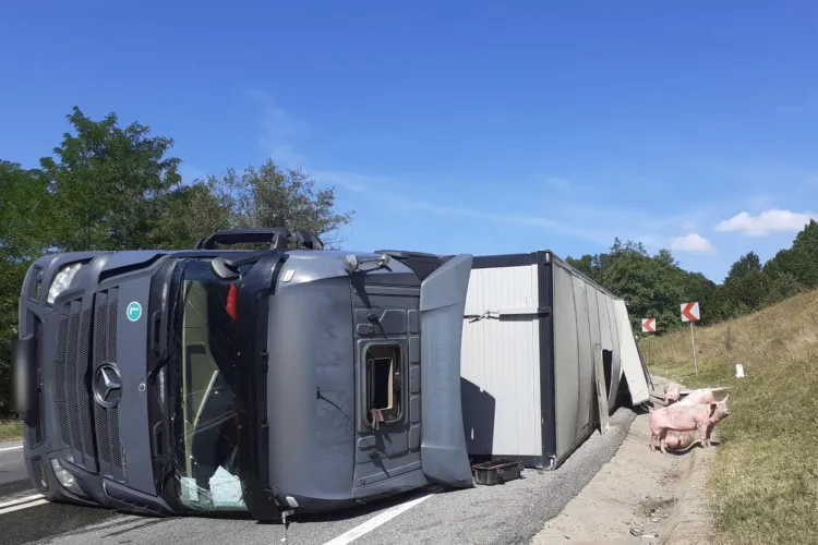 Trafic îngreunat în localitatea Bucea, după ce un autocamion care transporta animale s-a răsturnat - FOTO