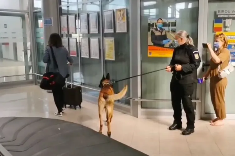 Câinii antrenați să detecteze COVID-ul vor fi trimiși și pe Aeroportul Internațional din Cluj-Napoca