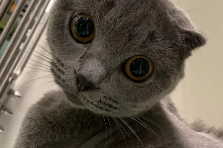 Premieră în România: Anomalie congenitală rară la pisici, operată cu succes la USAMV Cluj-Napoca - FOTO