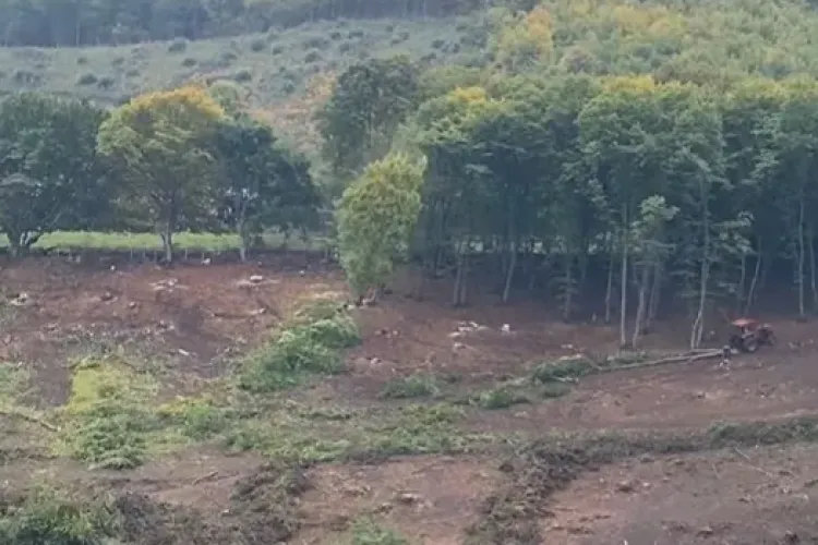 Cine și de ce taie carpenii din Florești: „Îi înlocuim cu specii mult mai productive”