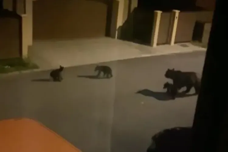  Primăria Braşov a coordonat prima operaţiune de capturare şi relocare a unui exemplar de urs. Au fost prinși o ursoaică cu trei pui 