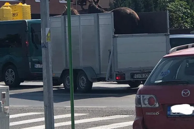 Alți doi cai nesupravegheați au fost ridicați de pe stradă, în Florești: „Domeniul public nu este grajd” - FOTO