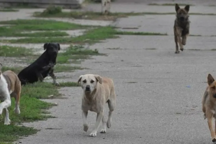 Toți câinii fără stăpân vor fi ridicați de pe raza comunei Feleacu. Cetățenii sunt rugați să nu-și lase patrupezii pe străzi