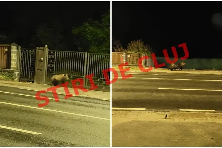 Jandarmii spun că urșii din Florești nu au mai fost văzuți la verificarea în teren - FOTO