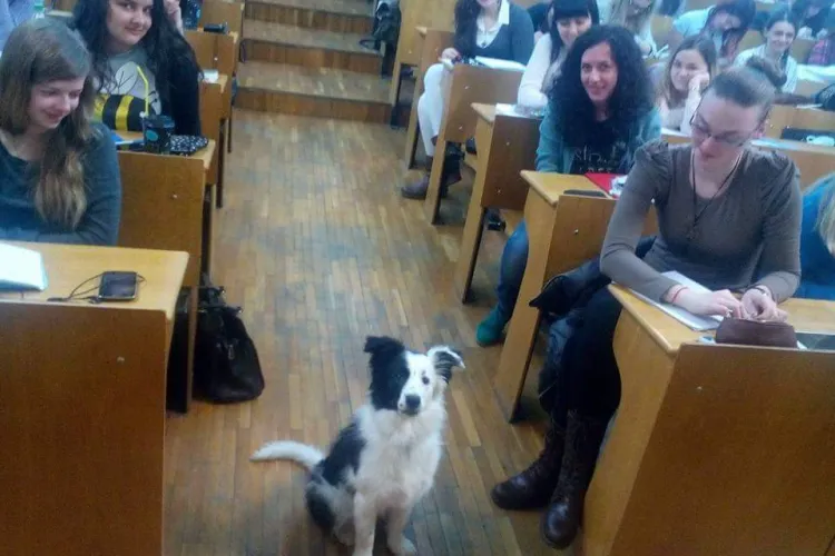 Roy, prima studentă patrupedă de la UBB Cluj - FOTO