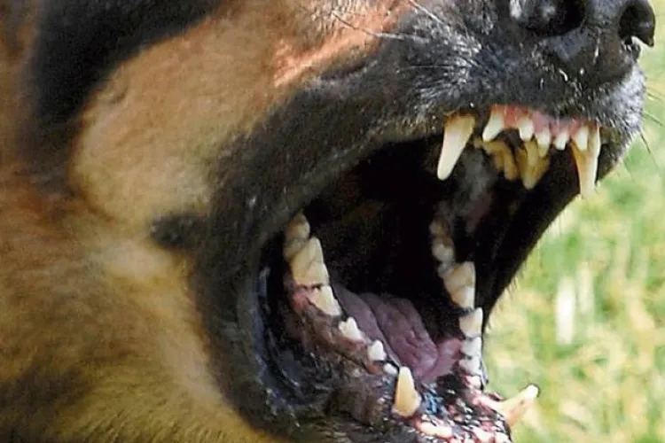 O femeie din Florești a fost sfâșiată de câinii străzii în timp ce își proteja copilul de 4 ani