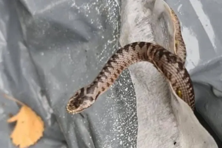 Viperă de mari dimensiuni, depistată pe un traseu montan din Cluj