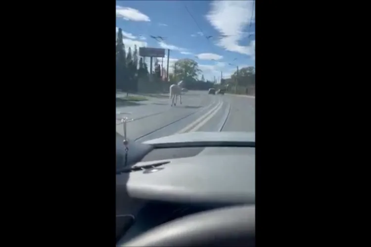 Cal pe Bulevardul Muncii, în orașul de cinci stele. Incidentele se țin lanț acolo - VIDEO