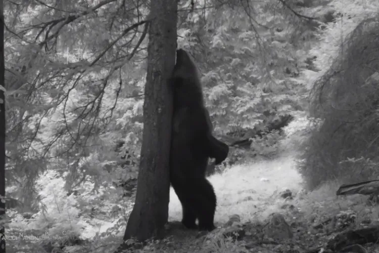 Ursul ”Baloo de Carpaţi” filmat în Parcul Național Piatra Craiului - VIDEO