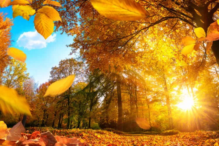 Prognoza meteo 18 octombrie - 15 noiembrie 2021. Vreme anormal de caldă în următoarea lună